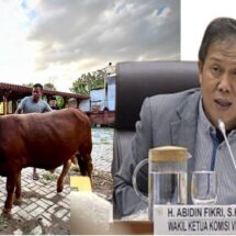 Wakil Ketua Komisi VIII DPR RI Abidin Fikri Serahkan Bantuan 3 Ekor Sapi Kurban Jelang Hari Raya Idul Adha 1447 H di Dapil Bojonegoro Tuban