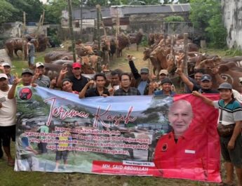 DPD PDIP Jatim Bagikan 485 Sapi Kurban ke Warga Miskin-Panti Asuhan