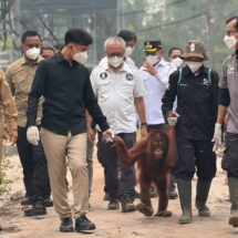 Wapres Gibran Kunjungi Pusat Rehabilitasi Orangutan di Kalteng, Pastikan Pemulihan Satwa dan Habitatnya dari Dampak Karhutla